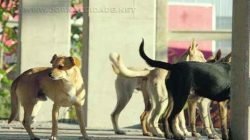 Os cachorros também circulam pela propriedade particular, que contém pilares de concreto