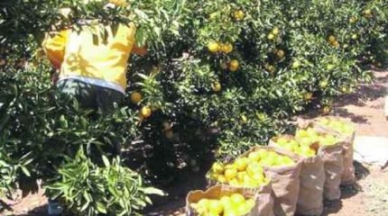 Produção de laranja e vários tipos de cultura foram afetados pelo baixo volume de chuva registrado este ano em diversas regiões do País (foto Agência Brasil)