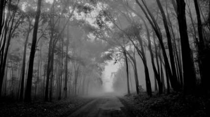 Momento registrado por Marcos Gaspar mostra o início do amanhecer na Floresta, com a bruma se dissipando pelo sol