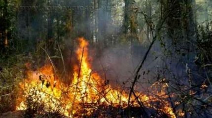 Novo incêndio destruiu mais de 1.000 metros quadrados de vegetação da Floresta Estadual Edmundo Navarro de Andrade na noite do último sábado (13)