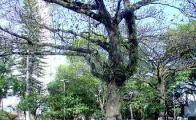 Bem arborizada, com bancos e mesas, a praça padece com banheiros sujos e peças históricas maltratadas