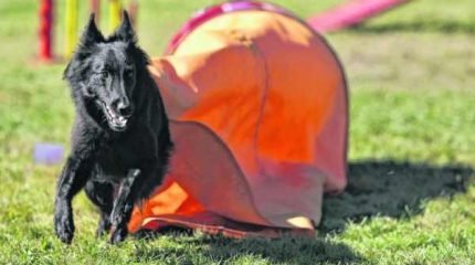 Pequenos e graciosos quando filhotes, muitos cães são abandonados quando crescem e passam a exigir mais dedicação