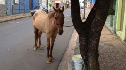 Animal estava solto pela Avenida 10, no Centro