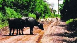 Búfalos também foram flagrados na mesma região por outro leitor