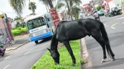 Cavalo solto pasta em canteiro central na Rua 6, região do Cervezão, sem se incomodar com o movimento dos veículos