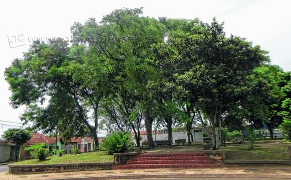 Praça Pública no Jardim Primavera foi limpa recentemente e serve como ponto de encontro no bairro