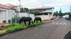 Animais na Avenida Ulysses com a Avenida 22-A