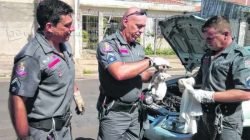 Bombeiros salvam filhote de gato no Cervezão. O animal estava no motor de um carro