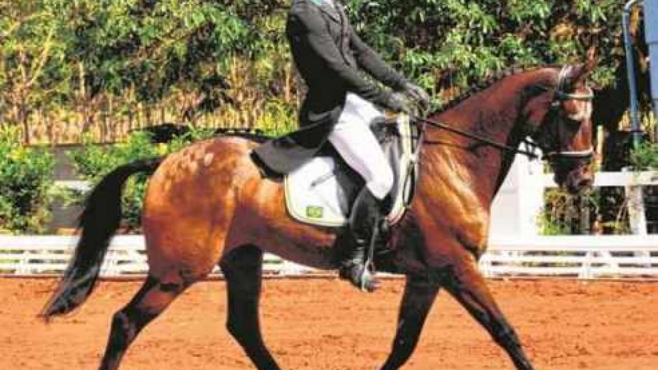 O Jogo De Ação Do Cavalo Dos Cavaleiros Do Jogador De Ireland V Zimbabwe Em  Jogos Do Campeonato Da Polo-cruz Do Campeonato Do Mundo Em Campos Do  Equestrain De Shongweni Fora De