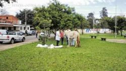 Uma equipe de veterinários do Centro de Controle de Zoonoses da FMS cuidou do ferimento do animal ainda no local