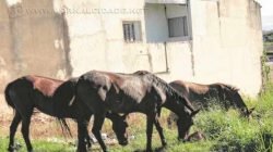 Queixas da população envolvendo animais de grande porte são frequentes (Foto: Arquivo)