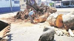 Equipe da Secretaria Municipal de Manutenção e Paisagismo trabalhando na remoção do tronco da figueira nessa quinta (3)