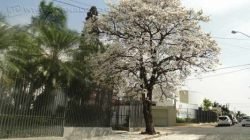 Floradas de árvores chamam a atenção da população na região do Boulevard dos Jardins