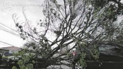 Chuva está prevista em Rio Claro até sexta-feira (11). Nessa terça-feira (8), além da chuva, vento forte atingiu a cidade. As rajadas de vento ultrapassaram 75km/h e derrubaram árvores