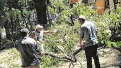 Funcionários fazem corte de árvore em praça. Cortes e podas devem ser autorizados pela Sepladema