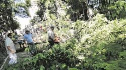 Corte de árvore que caiu no jardim em março deste ano