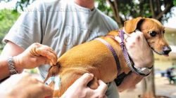 Campanha vacina gratuitamente cães e gatos nos municípios (Foto: Marcelo Camargo/Agência Brasil)