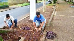 VVia da Saudade está recebendo nova iluminação e também novo paisagismo, que inclui plantio de flores e espécies rasteiras