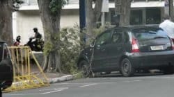 Guarda civil municipal foi acionado pelos motoristas. Queda do galho chamou a atenção de curiosos