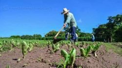 Verduras e legumes serão destinados ao atendimento social da prefeitura e à alimentação escolar. Horta estava desativada desde o ano passado.