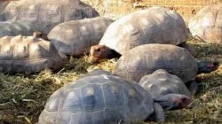 O Corpo de Bombeiros alerta para não fornecer alimentos ou água aos animais encontrados fora do habitat