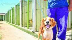 Atualmente canil municipal de Rio Claro têm 130 animais abrigados