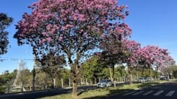 Ipês roxos começam a florescer pela Cidade Azul e encantam moradores