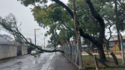 Chuva: árvore cai e interdita via no Consolação