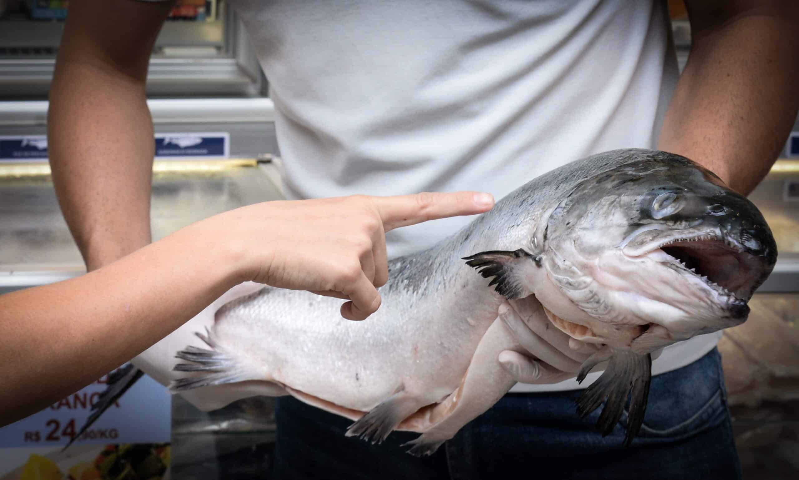 No caso de pescado fresco deve-se observar a superfície do corpo, que deve ter um brilho metálico com escamas aderentes à pele e nadadeiras resistentes.